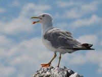 68 - SINGING SEAGULL - MARIJANCIC BOZO - croatia